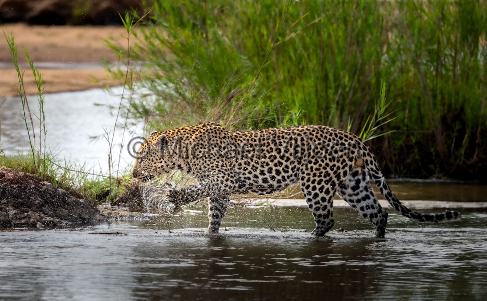 Leopard Photography
